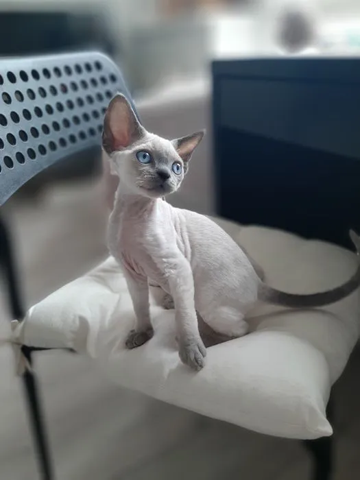 Zdjęcie Tanie Devon Rex na sprzedaż - najlepsze oferty i porady zakupowe