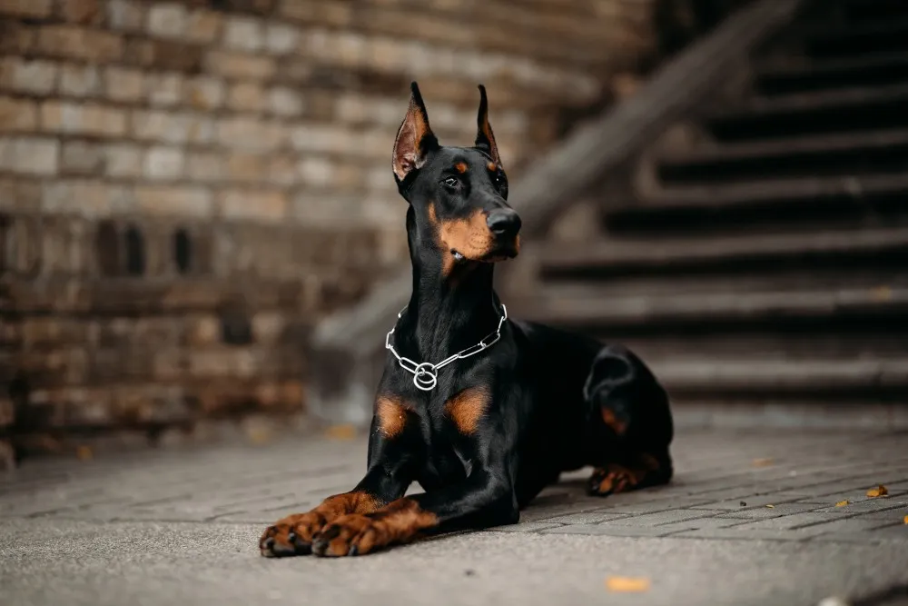 Zdjęcie Ile kosztuje szczeniak dobermana? Zaskakujące czynniki, które musisz znać!