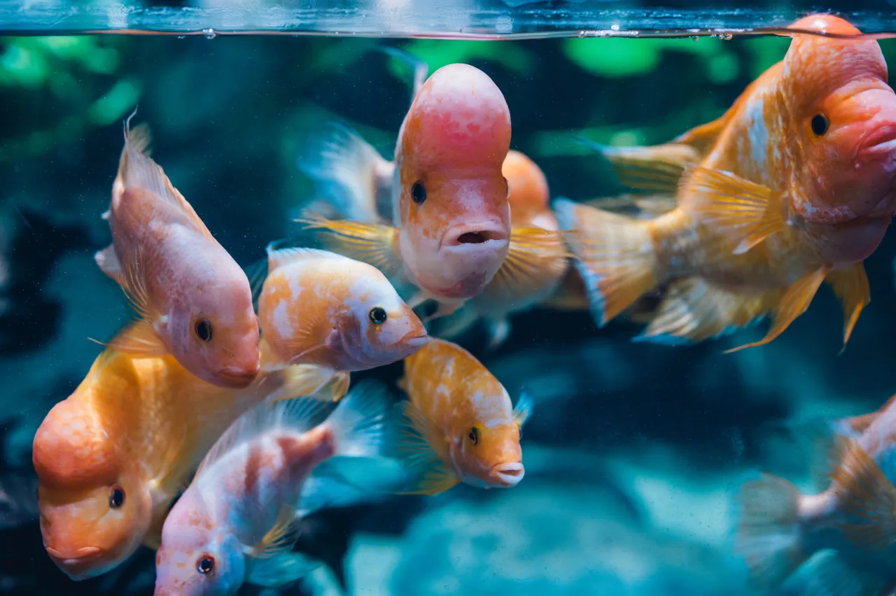 Zdjęcie Ceny biletów do oceanarium w Gdyni – poznaj dostępne opcje i zniżki