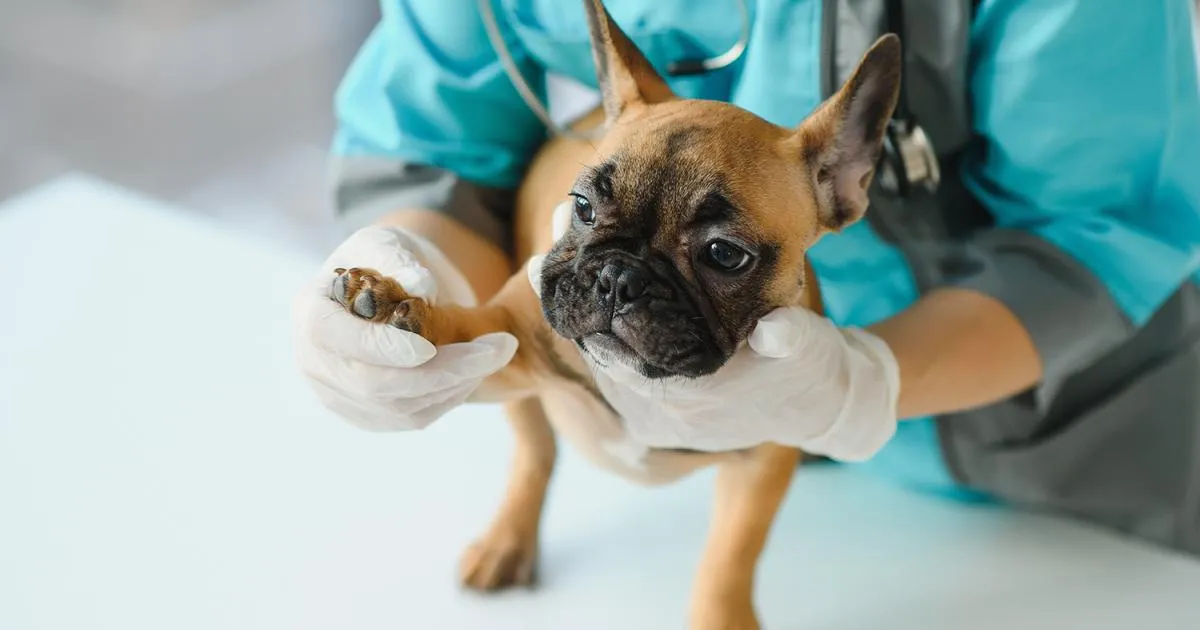 Zdjęcie Was hilft bei Arthrose bei Hunden? Effektive Behandlungen und Tipps