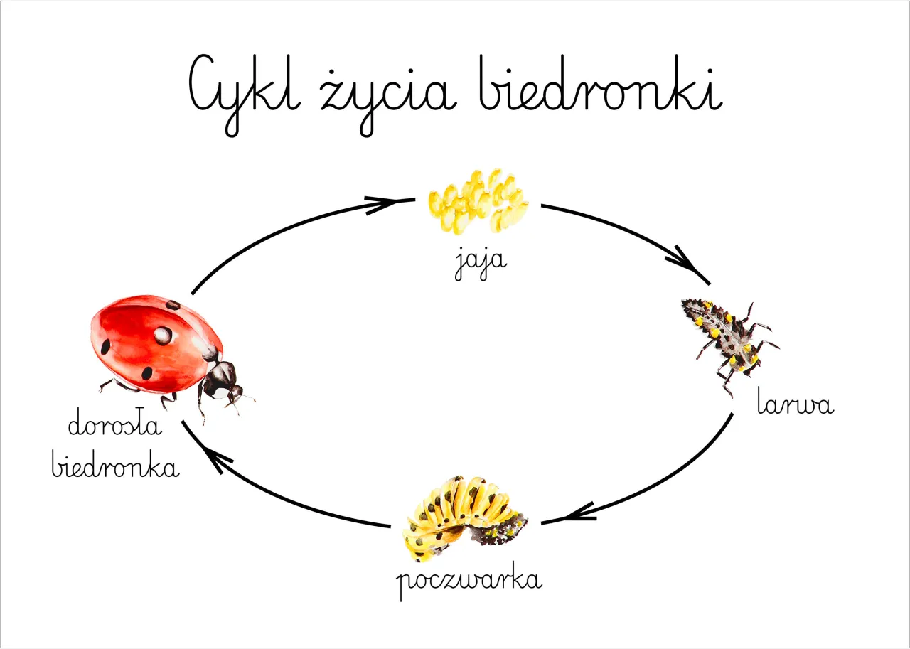 Zdjęcie Jak biedronki się rozmnażają? Odkryj ich fascynujący cykl życia