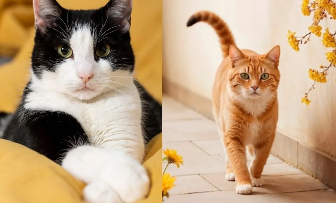 Zdjęcie Enfermedades que transmiten los gatos y cómo protegerte de ellas