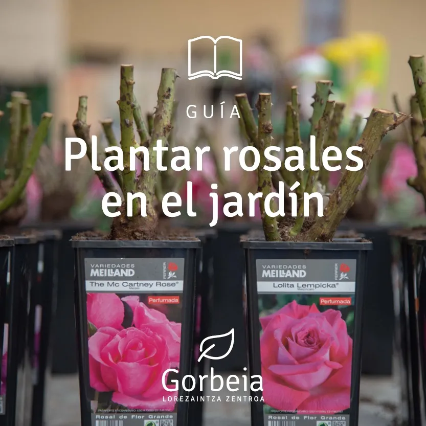Zdjęcie Cuándo plantar rosales en maceta para asegurar su crecimiento saludable