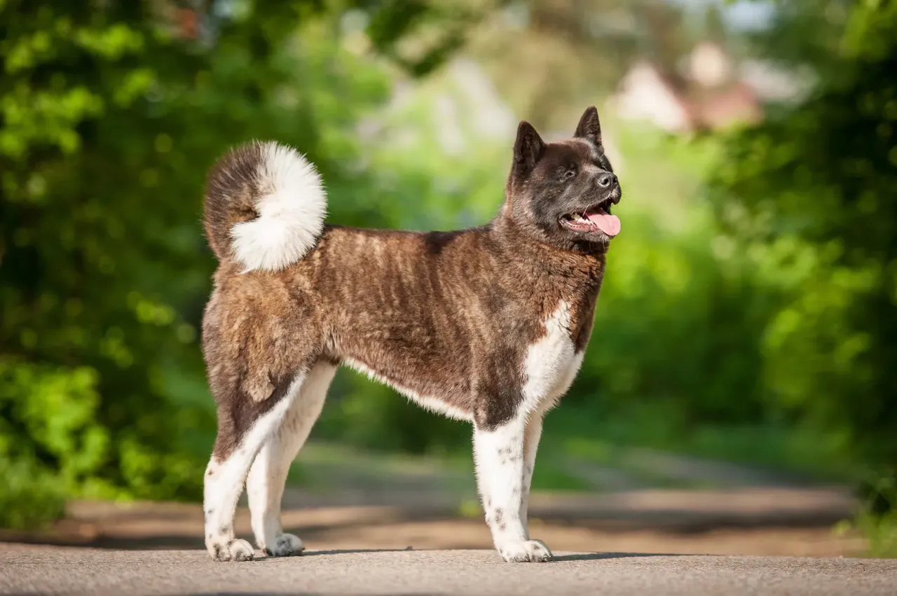 Zdjęcie Akita inu pies czy suka - różnice w charakterze i pielęgnacji