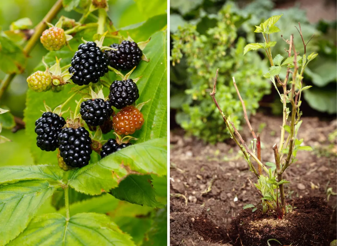 Zdjęcie Jakie nawozy pod jeżyny zapewnią najlepsze plony i zdrowie roślin?