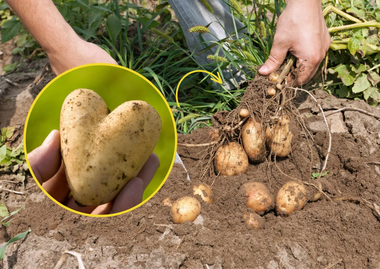 Zdjęcie Kiedy sadzić ziemniaki, aby uniknąć błędów i cieszyć się plonami
