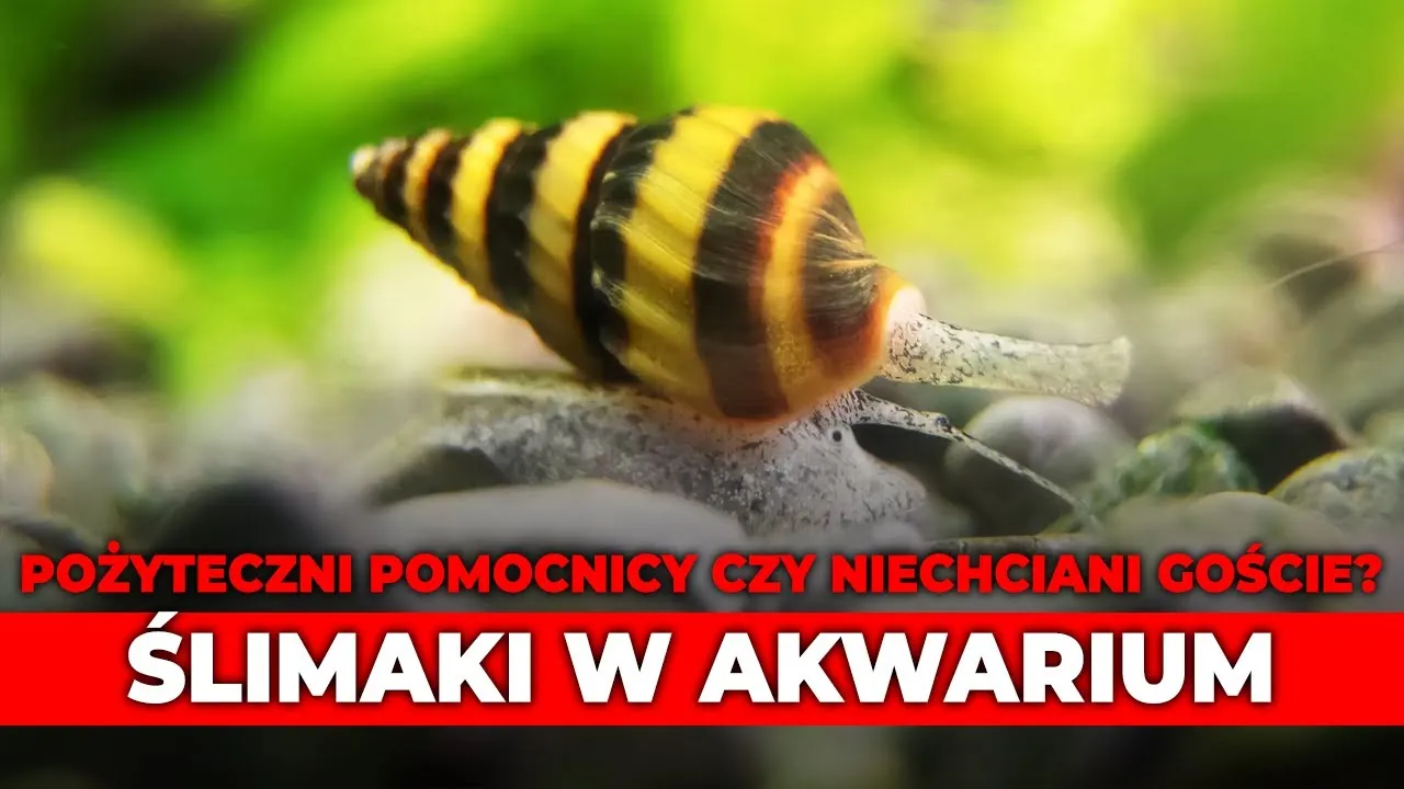 Zdjęcie Skuteczne metody na ślimaki w akwarium – jak ich uniknąć i walczyć