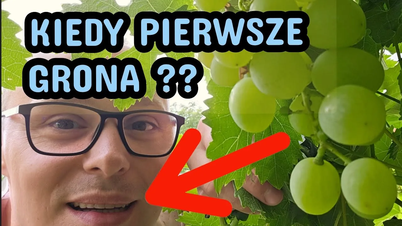 Zdjęcie Kiedy sezon na winogrona w Polsce? Wrzesień to szczyt!