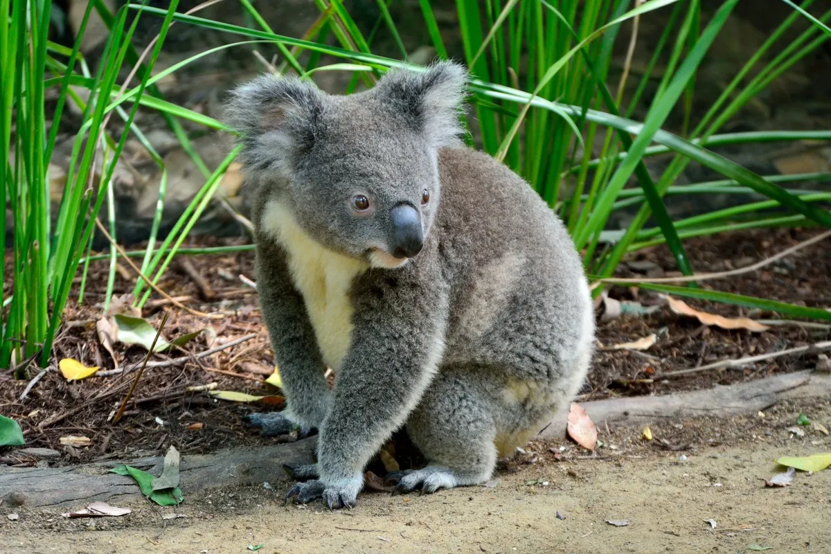 Zdjęcie Czy koala są zagrożone wyginięciem? Poznaj alarmujące fakty i przyczyny