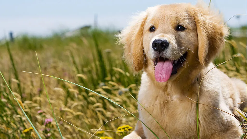 Zdjęcie Ile szczeniąt ma golden retriever? Odkryj zaskakujące fakty o miotach