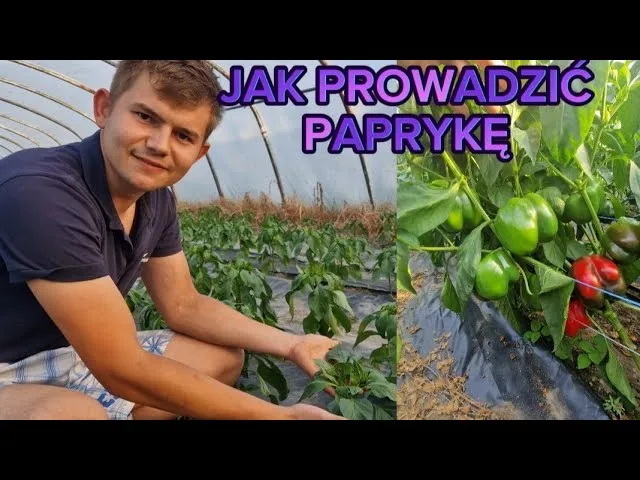 Zdjęcie Jak uprawiać paprykę w tunelu – uniknij najczęstszych błędów