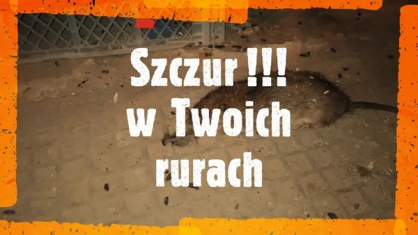 Zdjęcie Jak wytresować szczura: sprawdzone metody, które zaskoczą każdego