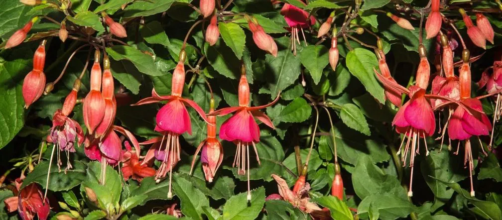 Zdjęcie Jak zimować fuksje i cieszyć się ich kwitnieniem przez cały rok