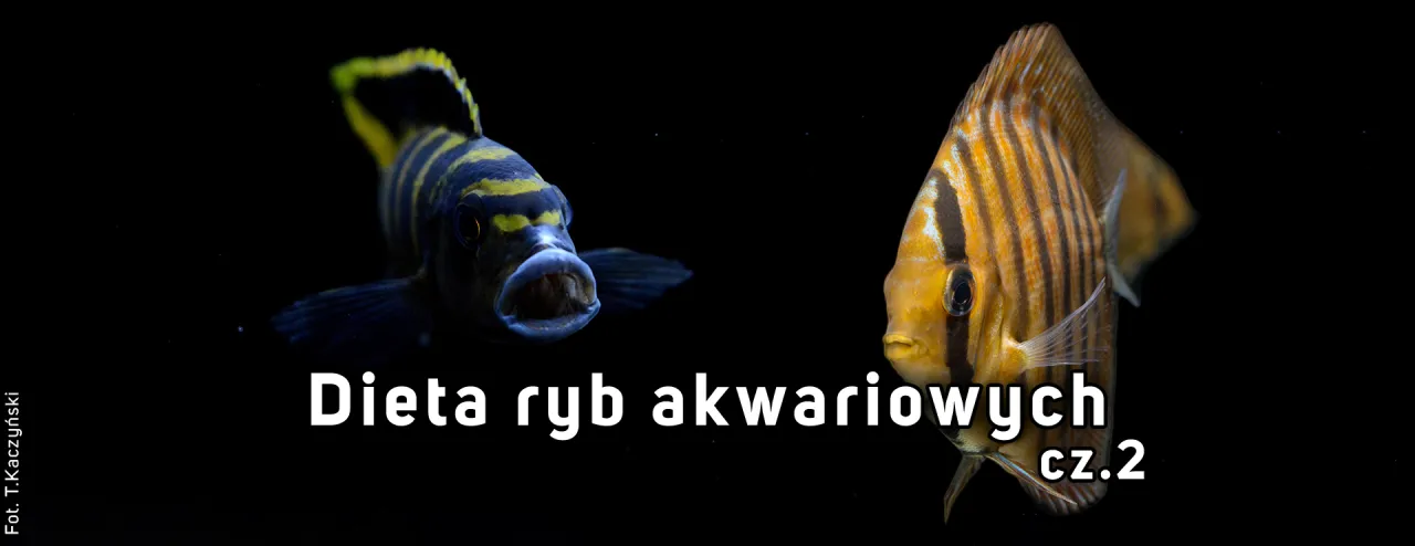 Zdjęcie Ile pokarmu dla rybek? Kluczowe zasady dla zdrowia Twoich ryb