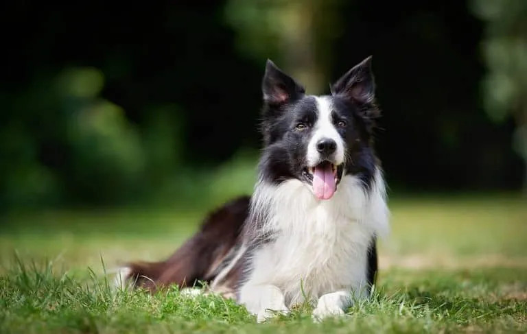 Zdjęcie Ile kosztuje border collie z hodowli? Poznaj ceny i ważne czynniki