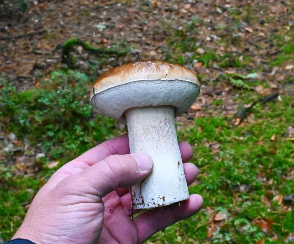 Zdjęcie Szczecin: Gdzie na grzyby? Sprawdzone miejsc&oacute;wki i porady eksperta