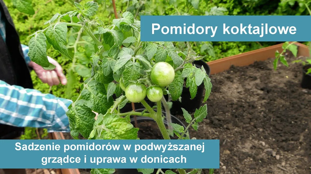 Zdjęcie Jak uprawiać pomidorki koktajlowe: proste triki na udane plony