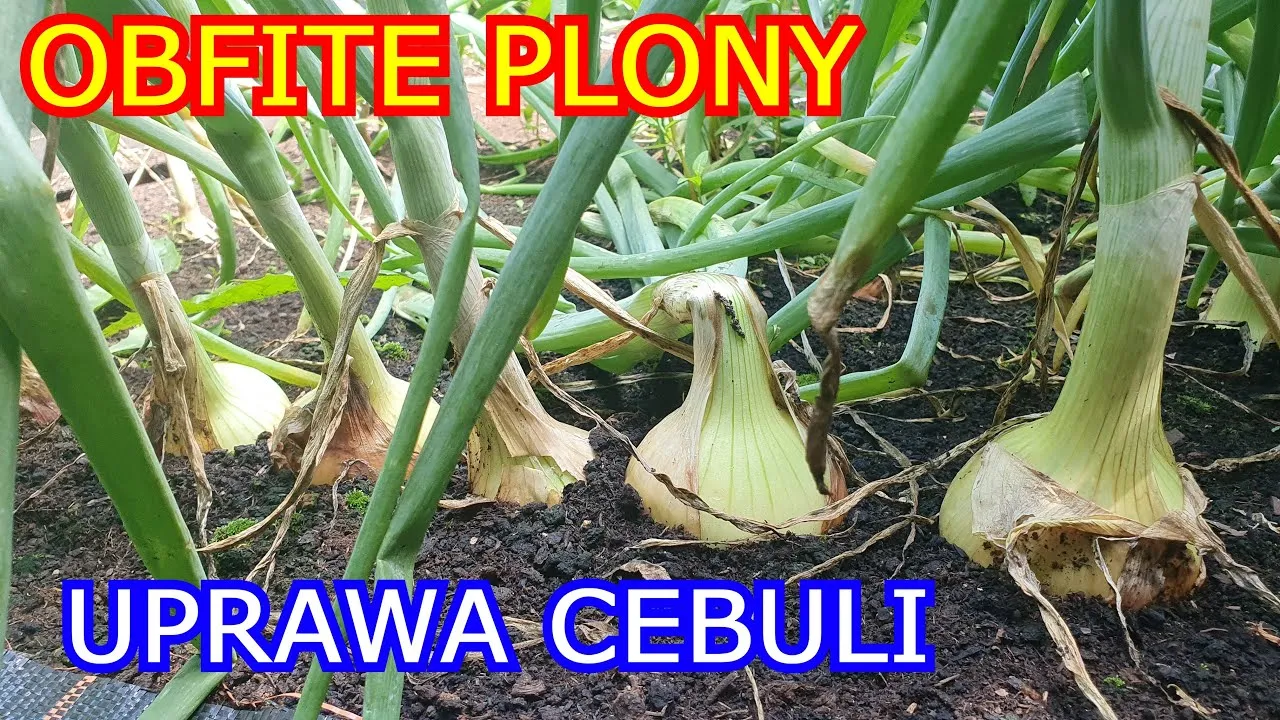 Zdjęcie Jak uprawiać cebulę dymkę: proste sposoby na zdrowe plony