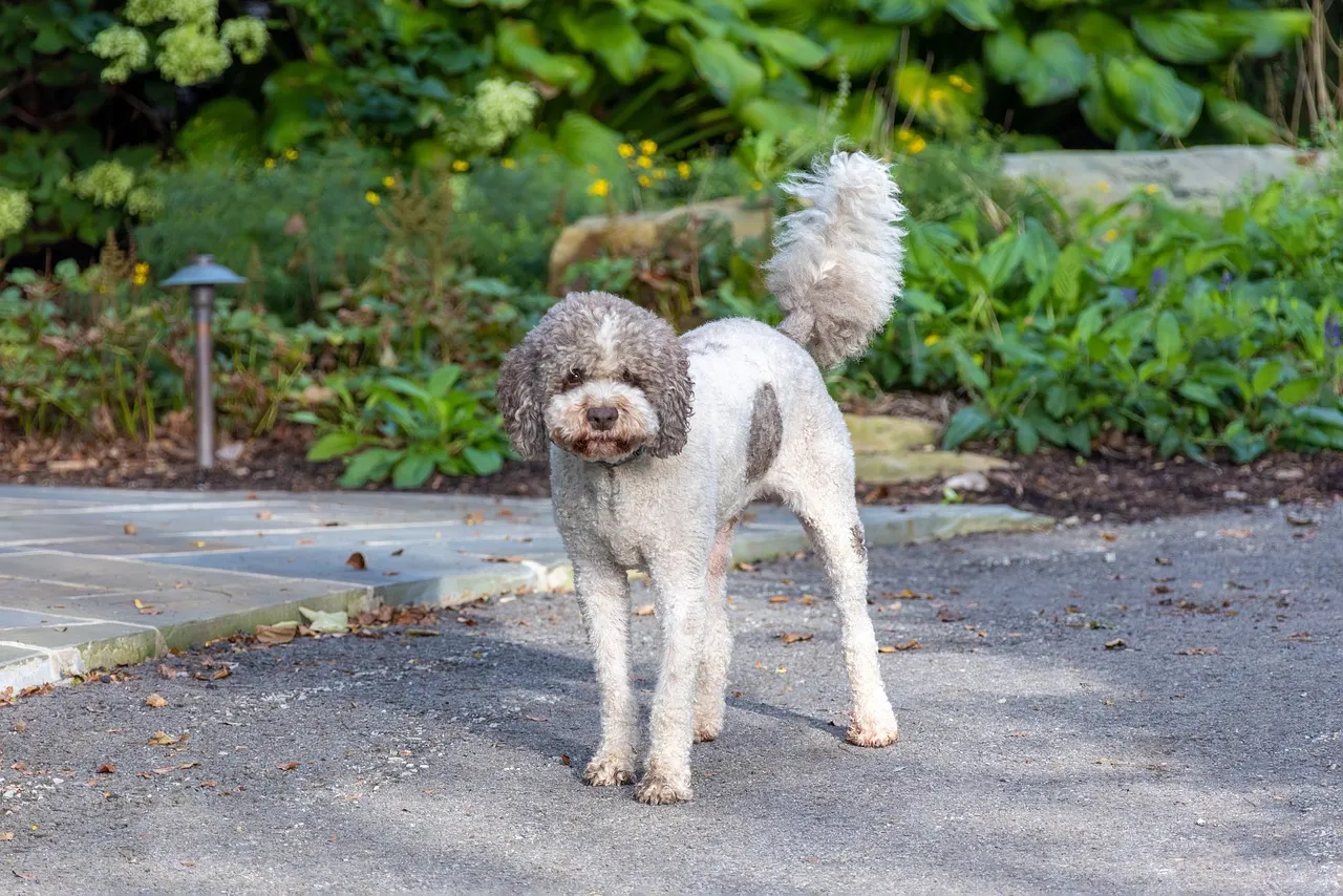 Zdjęcie Lagotto Romagnolo: Czy jego sierść to włos? Odkryj prawdę!