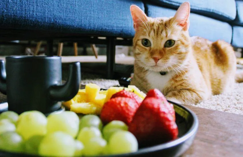 Zdjęcie Czy koty mogą jeść mango? Bezpieczne wskazówki i ryzyko dla zdrowia