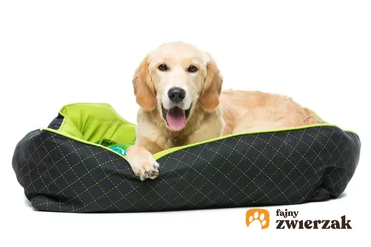 Zdjęcie Jak wybrać idealne legowisko dla labradora? Porady i najlepsze modele