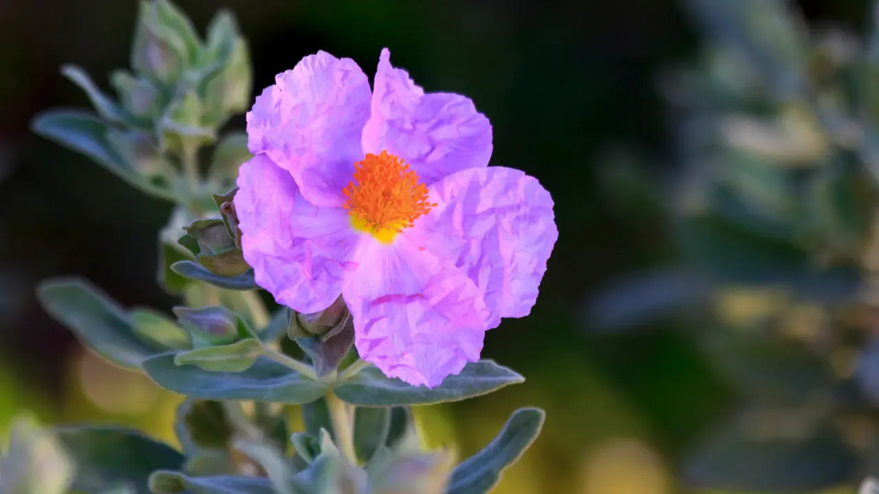 Zdjęcie Codzienne picie czystka: Korzyści, dawkowanie i bezpieczeństwo