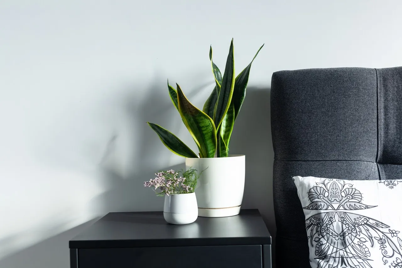 Zdjęcie Kwiaty, które nie powinny być w sypialni – unikaj ich dla zdrowia