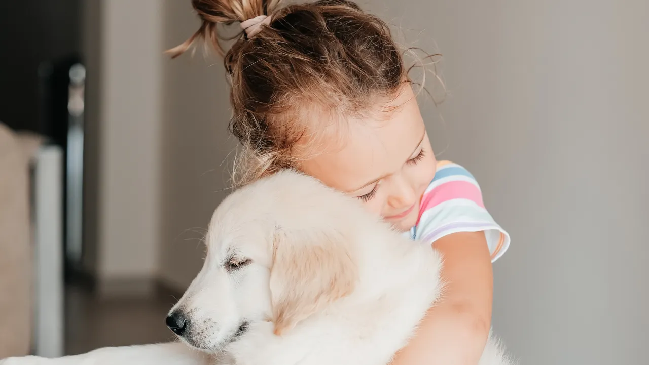 Zdjęcie Czy golden retriever uczula? Sprawdź, czy to dobry wybór dla alergików