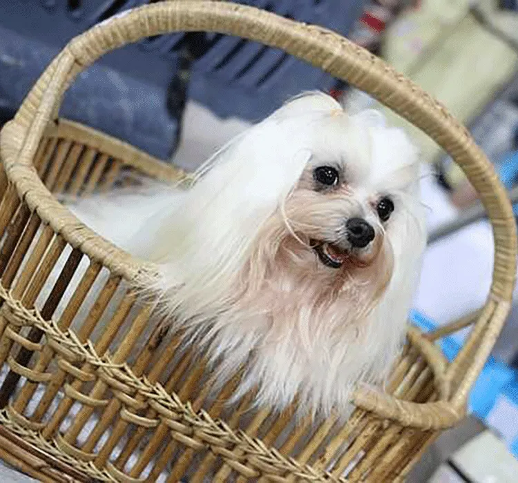 Zdjęcie Ile razy dziennie karmić szczeniaka shih tzu, aby uniknąć problemów zdrowotnych?