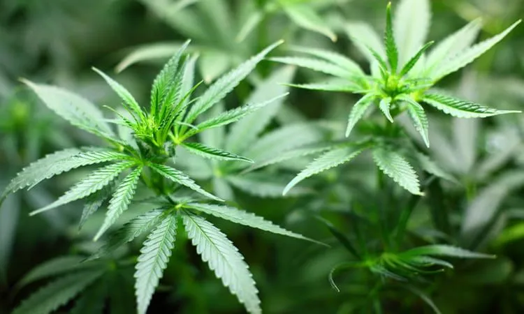 Zdjęcie Marihuana lecznicza: zastosowanie i skuteczność w terapii