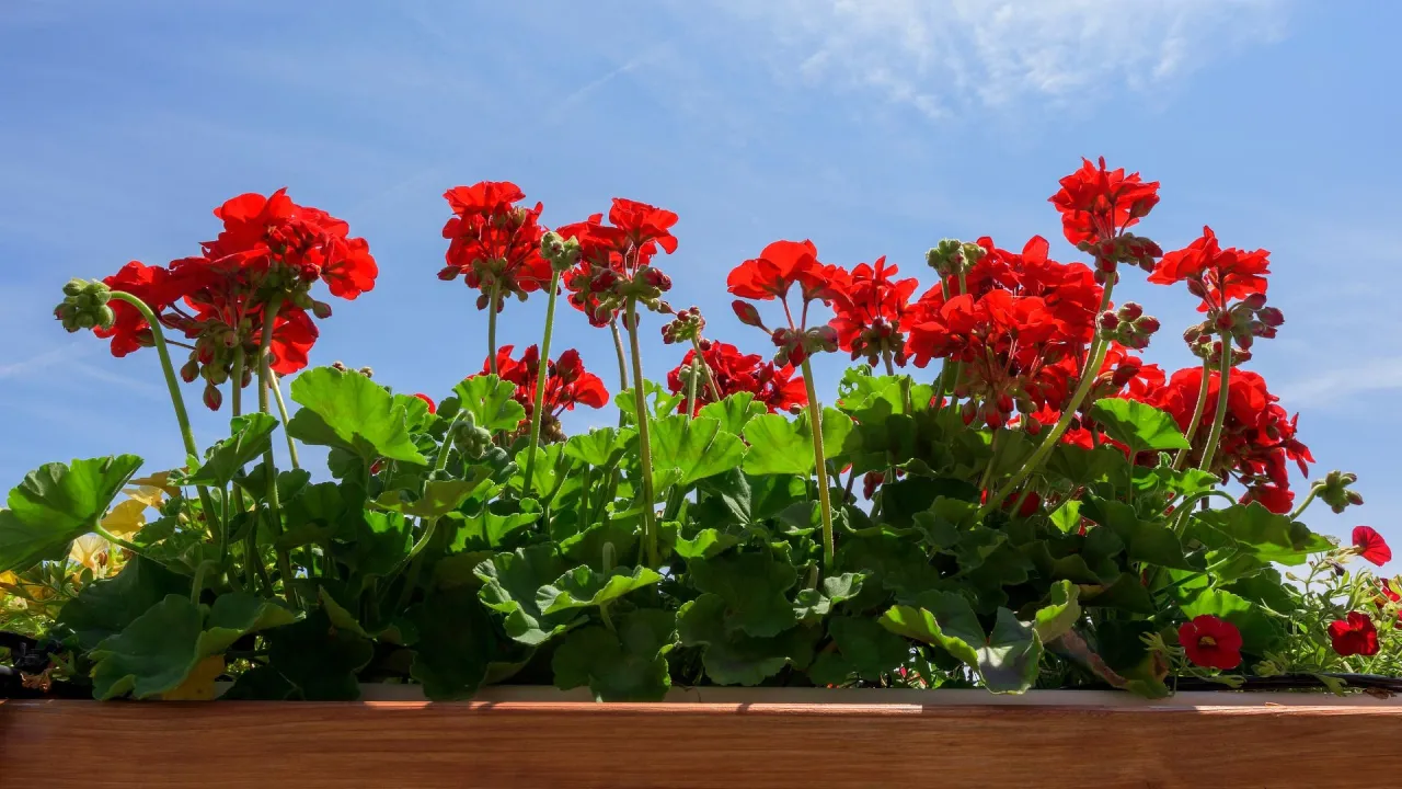 Zdjęcie Kiedy wysadzić pelargonie na balkon, aby uniknąć przymrozków?