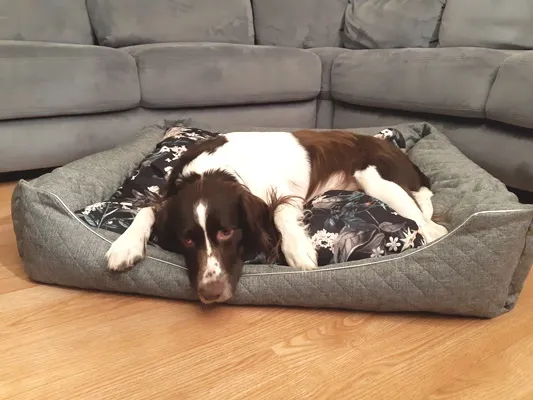 Zdjęcie Jak uszyć legowisko dla psa, by zapewnić mu komfort i wygodę