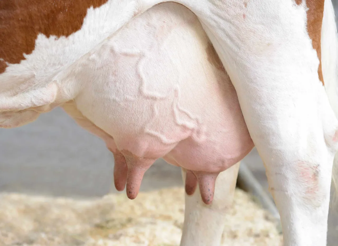Zdjęcie Mastitis u krów: skuteczne leczenie i zapobieganie chorobom wymienia