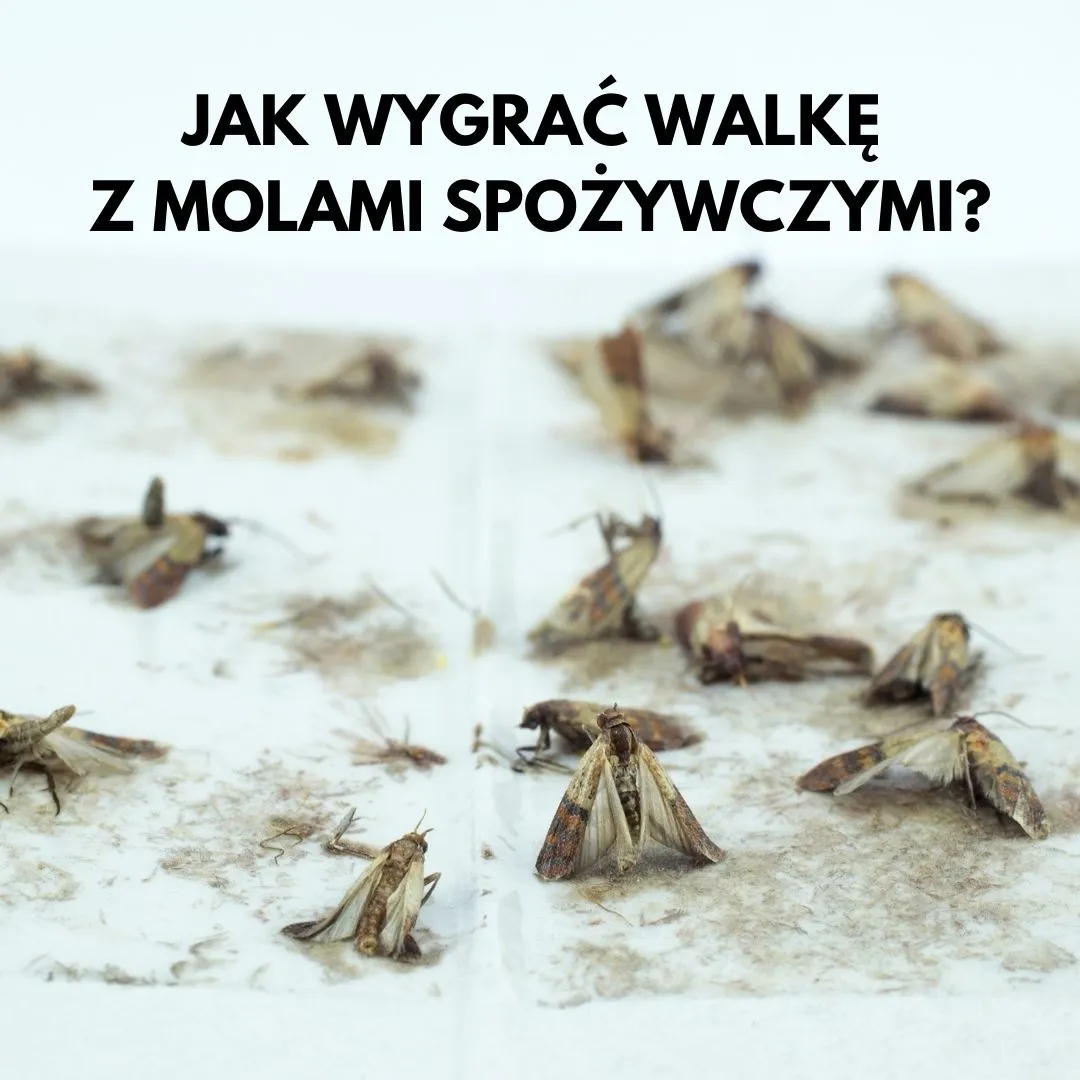 Zdjęcie Jak walczyć z molami w kuchni - skuteczne sposoby na pozbycie się ich