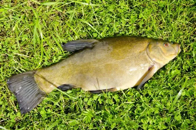 Zdjęcie Jak wyrobić kartę wędkarską - uniknij najczęstszych błędów i pułapek
