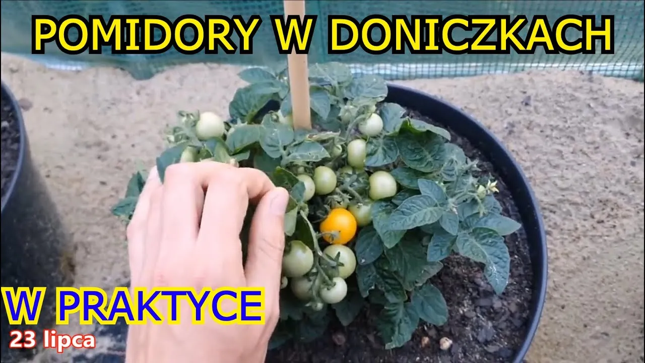Zdjęcie Jak uprawiać pomidory w doniczkach i uniknąć najczęstszych błędów