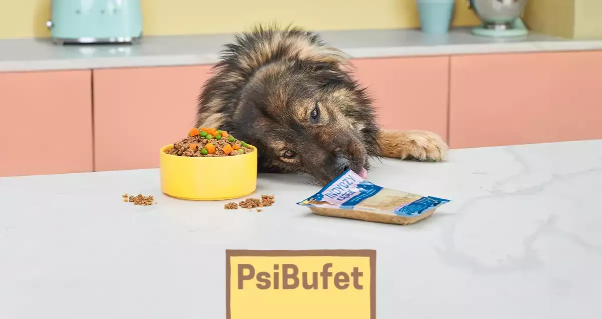 Zdjęcie Cocker spaniel włosy czy sierść - odkryj prawdę o ich futrze