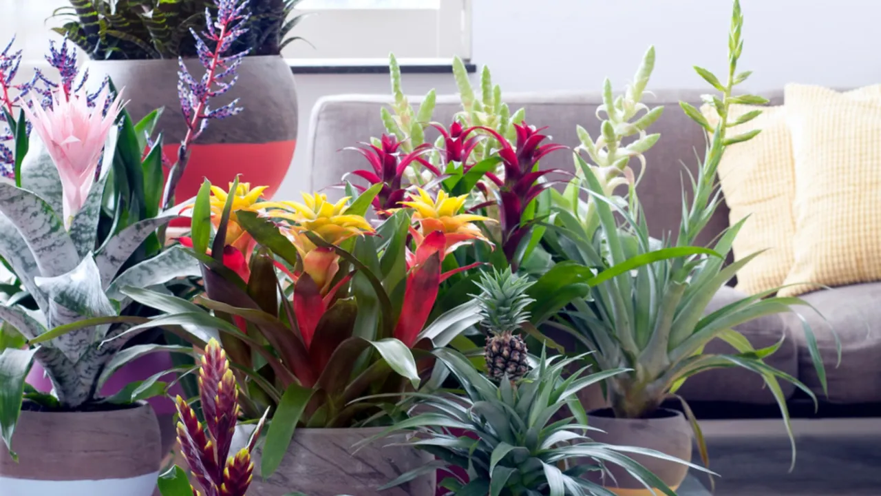 Zdjęcie Jak często podlewać kwiat bromelia, aby uniknąć jej uschnięcia?