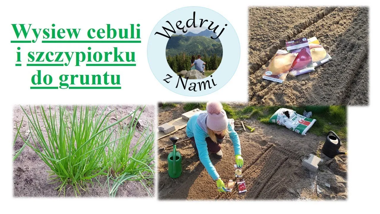 Zdjęcie Kiedy siać szczypiorek do gruntu, aby uzyskać najlepsze plony?