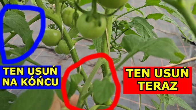 Zdjęcie Mniej liści, więcej pomidor&oacute;w? Jak skutecznie przycinać krzaki