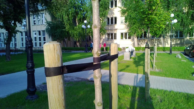 Zdjęcie Jakie drzewa sadzić na osiedlach, by uniknąć problemów z infrastrukturą?