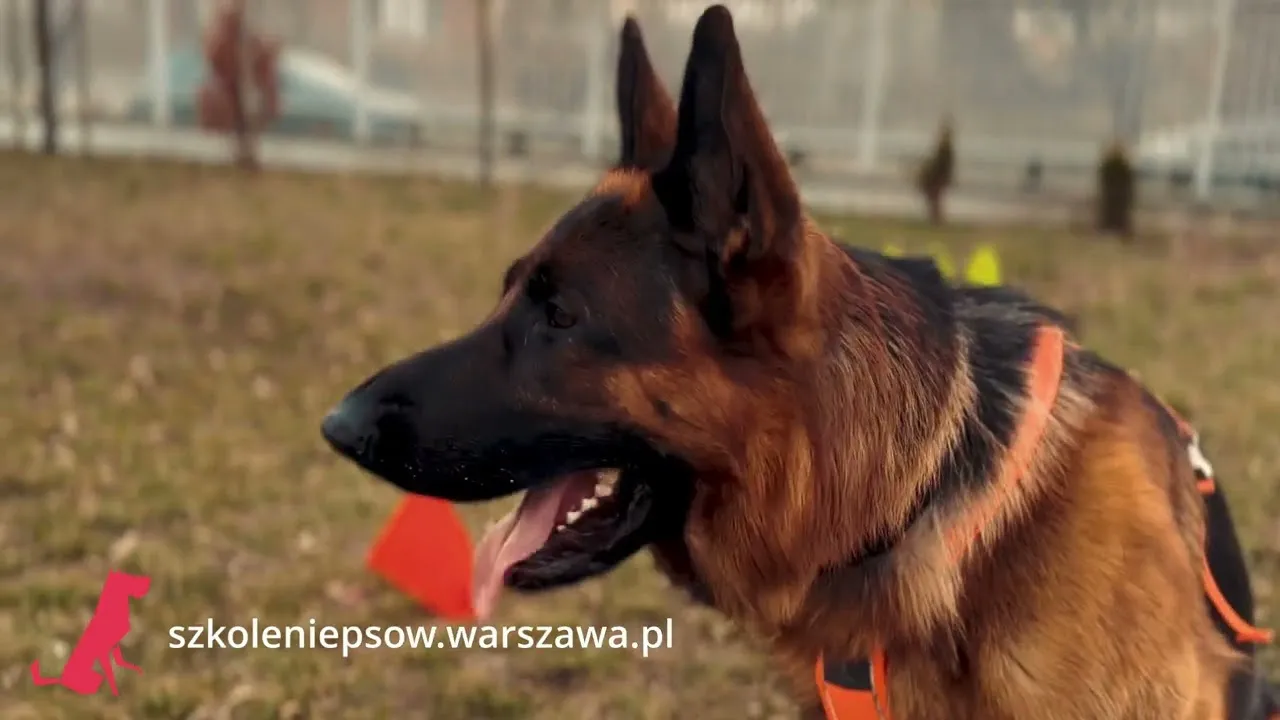 Zdjęcie Jak szkolić owczarka niemieckiego, aby uniknąć problemów w przyszłości