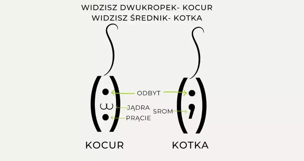 Zdjęcie Jak odróżnić kocura od kotki - proste sposoby na pewność