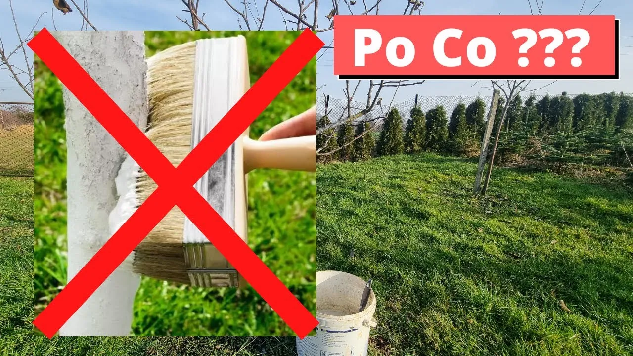 Zdjęcie Czym malować drzewa owocowe, aby zapewnić im zdrowy wzrost?