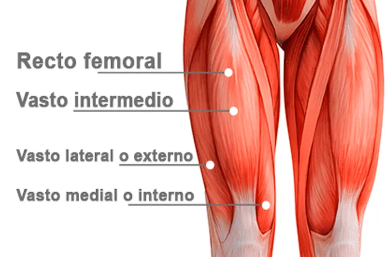 Zdjęcie Todo sobre los cuádriceps: músculos de la pierna y su importancia