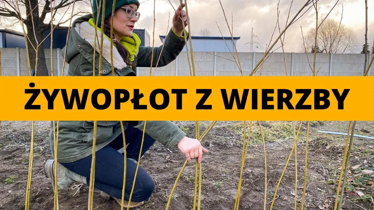 Zdjęcie Jak zrobić płot z wikliny - proste kroki, które musisz znać