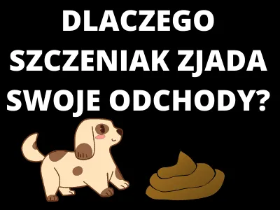 Zdjęcie Dlaczego szczeniak zjada swoje odchody i jak temu zapobiec?