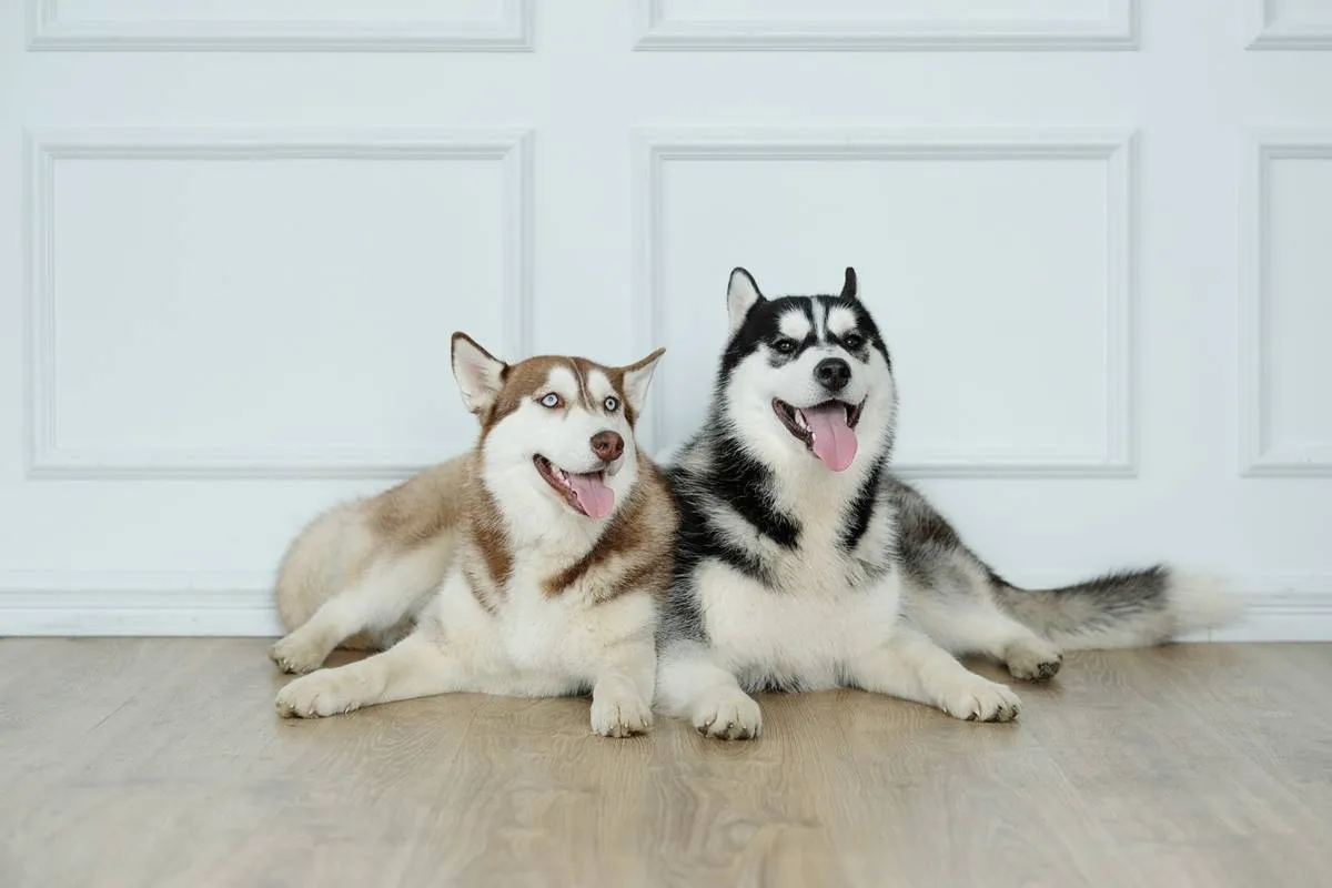 Zdjęcie Jak wychować husky - skuteczne metody na trudności w szkoleniu