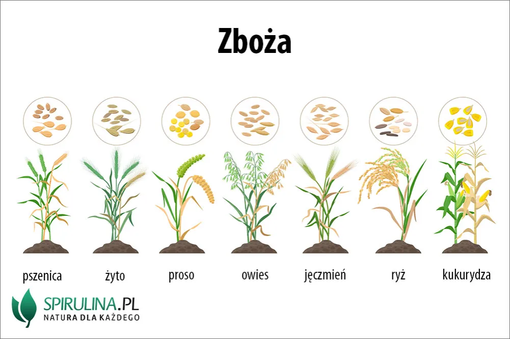 Zdjęcie Co to jest zboże? Kluczowe informacje o zbóżach i ich znaczeniu
