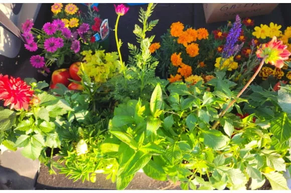 Zdjęcie Kwiaty do ogrodu: jak wybrać idealne dla Twoich warunk&oacute;w?